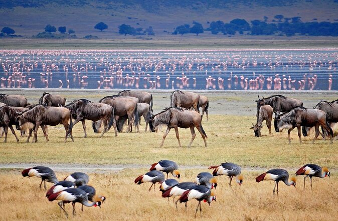 Lake Manyara Safari 02