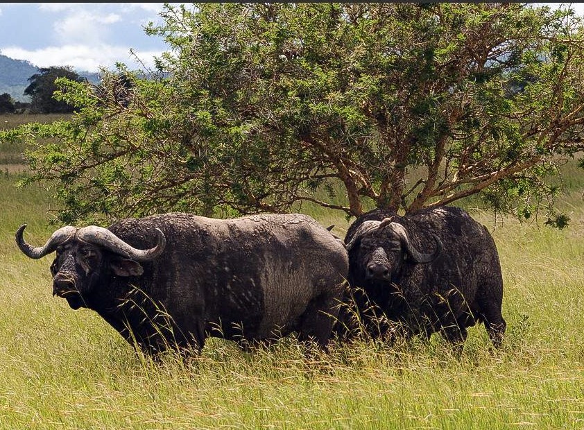 Mikumi_National_Park-buffaloes