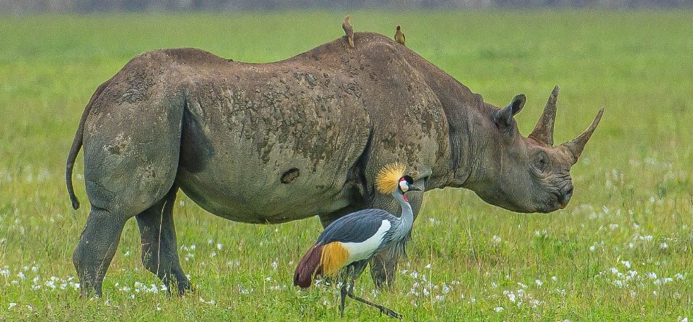 Ngorongoro Crater 03