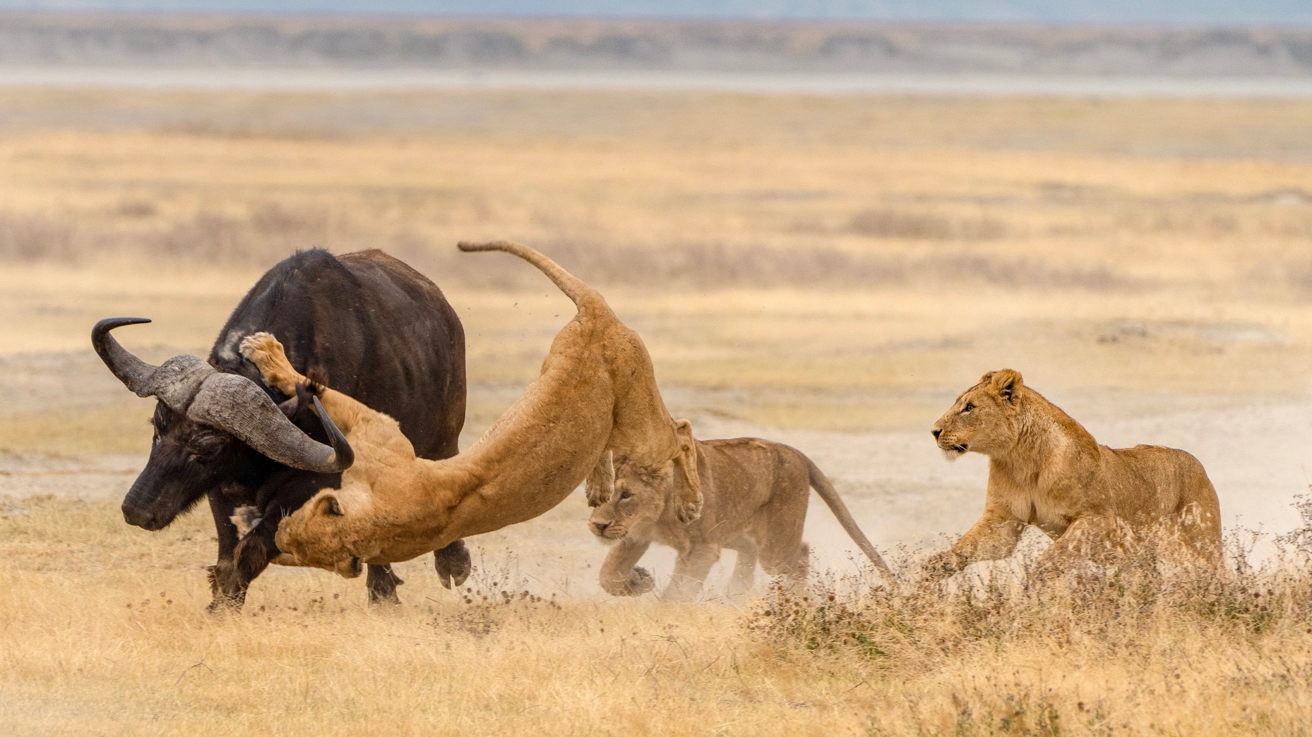 Ngorongoro Crater 05