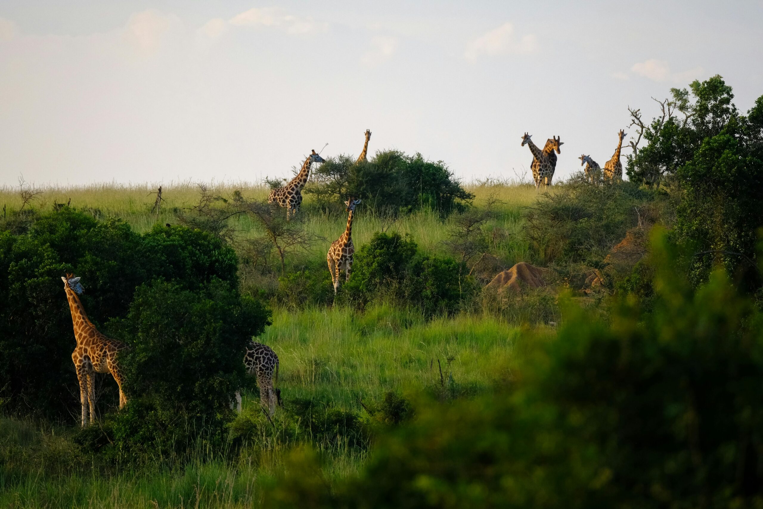 Ngorongoro Crater Hero 2