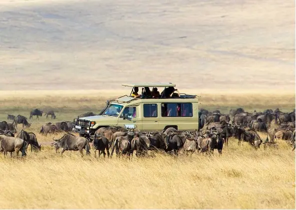 Serengeti Expedition Safari 02