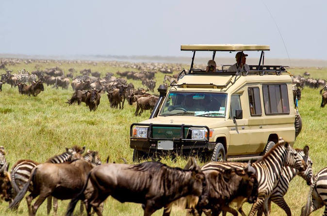 Serengeti Wildlife Safari