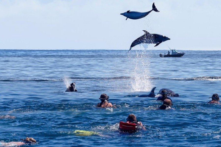 mnemba island dolphins