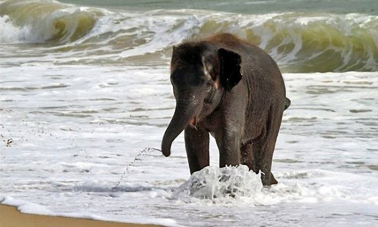 Saadan National Park 04